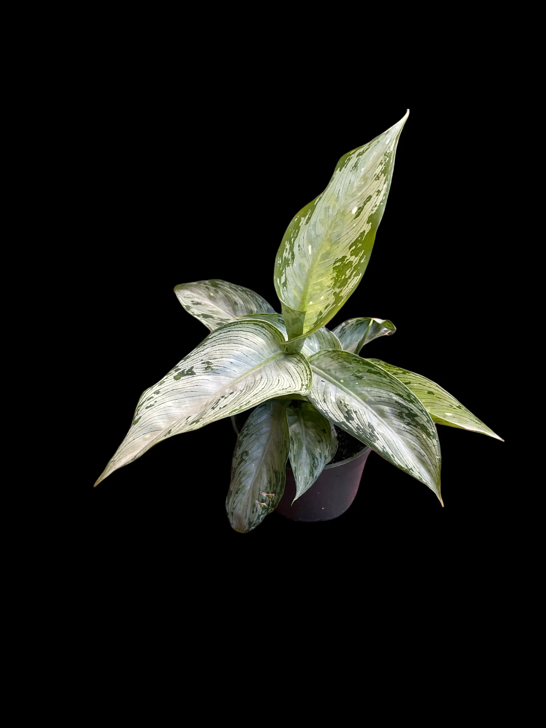 Dieffenbachia Snow